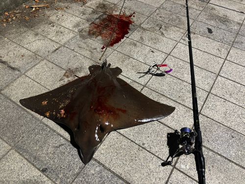 ナルトビエイの釣果
