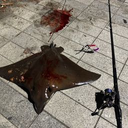 ナルトビエイ
