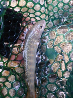イワナの釣果