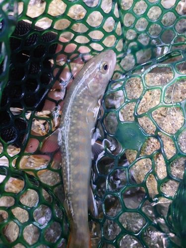 イワナの釣果