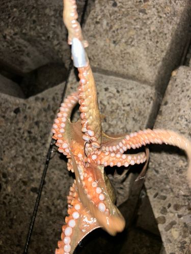 マダコの釣果