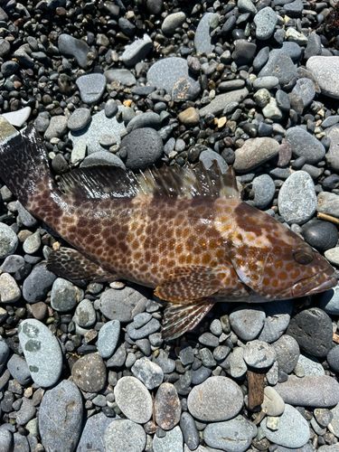 オオモンハタの釣果