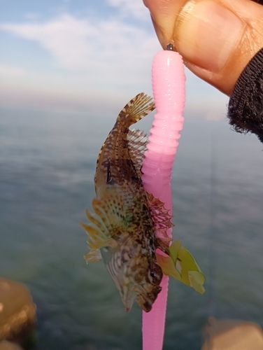 アナハゼの釣果