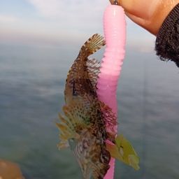 アナハゼ