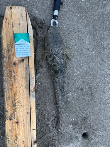 マゴチの釣果