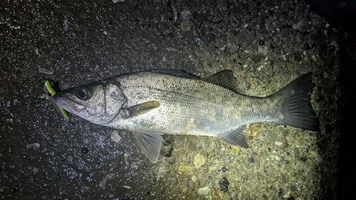 ヒラスズキの釣果