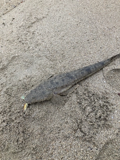 マゴチの釣果
