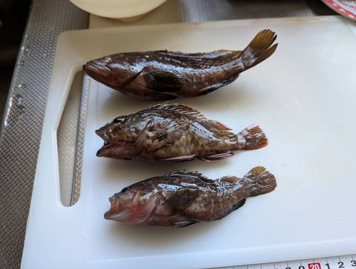 キジハタの釣果