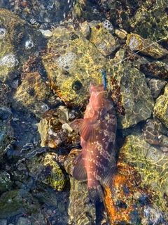 アコウの釣果