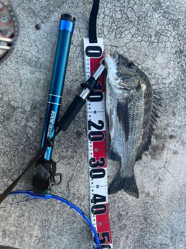 チヌの釣果