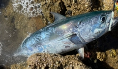 ヒラソウダの釣果
