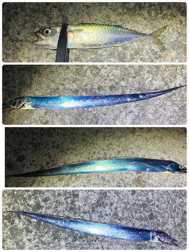 タチウオの釣果