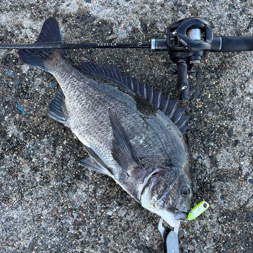 チヌの釣果