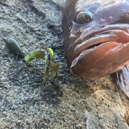 アコウ