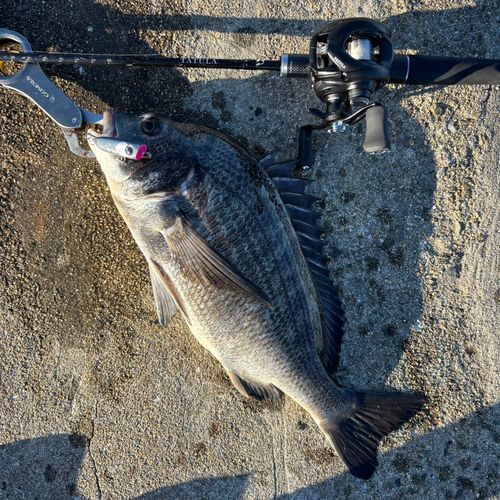 チヌの釣果