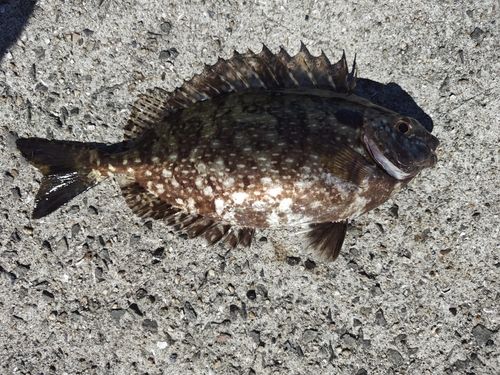 アイゴの釣果