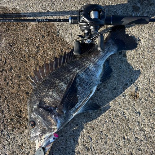 チヌの釣果