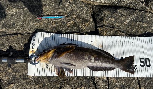アイナメの釣果