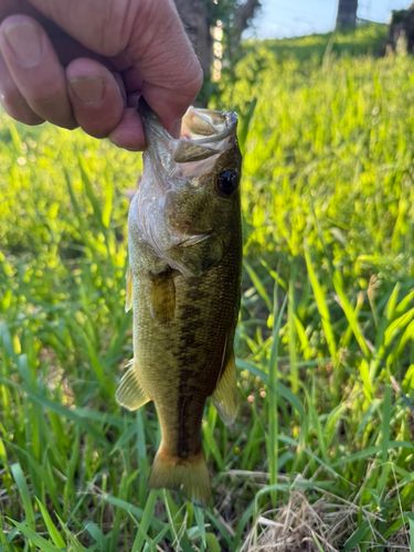 ラージマウスバスの釣果