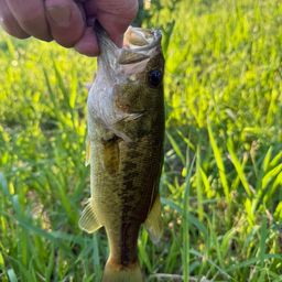 ラージマウスバス