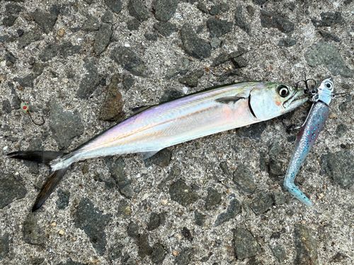 サゴシの釣果