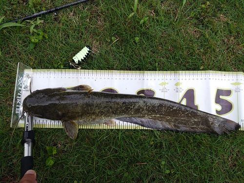 ナマズの釣果