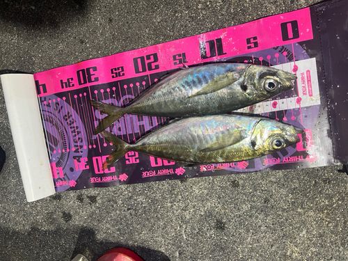 アジの釣果