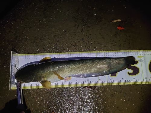ナマズの釣果