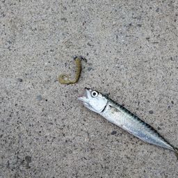 サバ