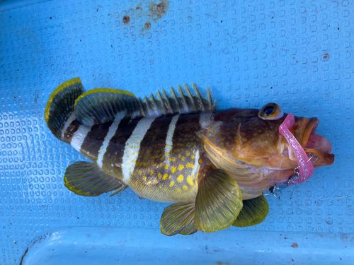 アオハタの釣果