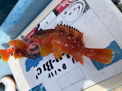 アカハタの釣果