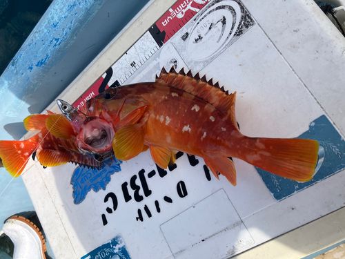 アカハタの釣果