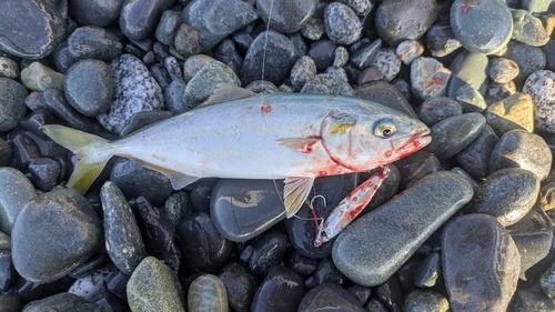 ワカシの釣果