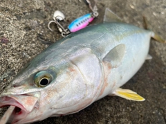 ワカシの釣果