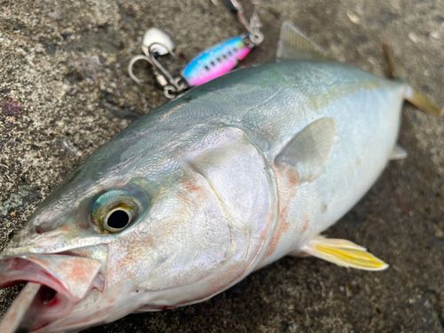 ワカシの釣果