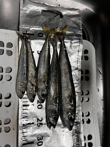 釣果