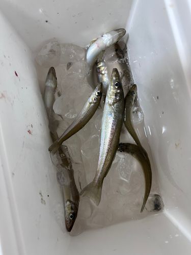 シロギスの釣果