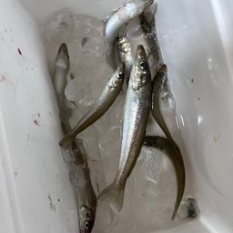 シロギス