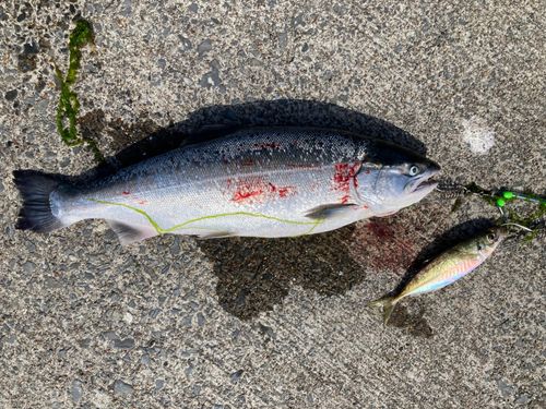 サケの釣果