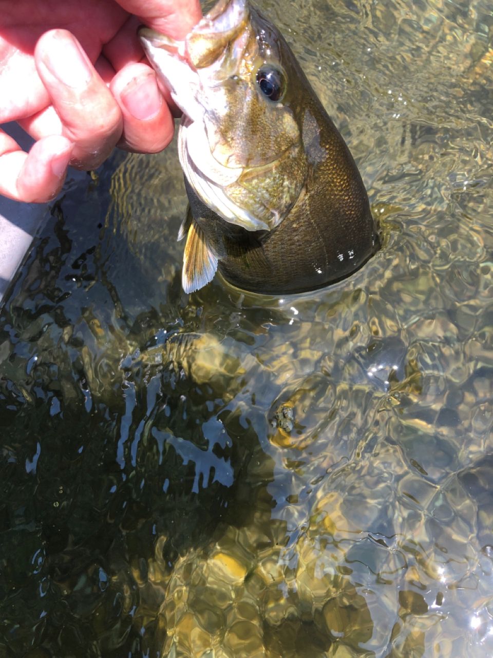 スモールマウスバス