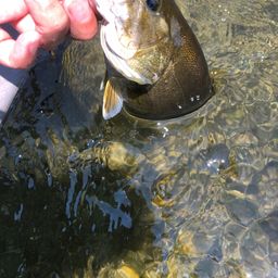 スモールマウスバス