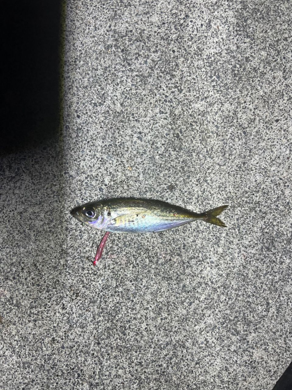 SHIMANO 18ソアレ SS アジング S58L-Sの最安値・インプレ・釣果