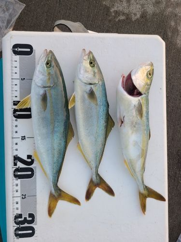 ワカシの釣果