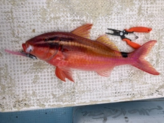 オジサンの釣果