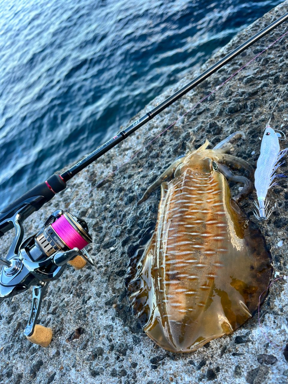 DAIWA 21エメラルダス ストイスト RT IL 81Mの最安値・インプレ