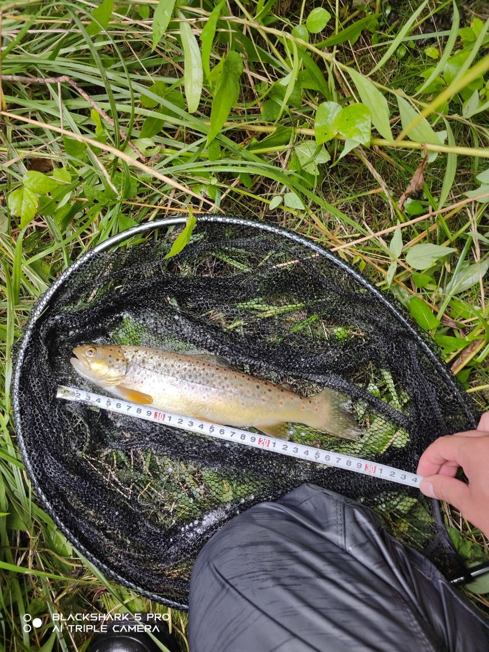 ブラウントラウト