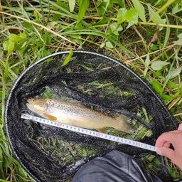 ブラウントラウト