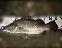 アカメの釣果