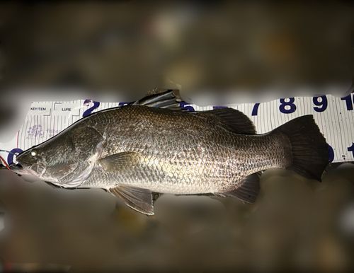 アカメの釣果