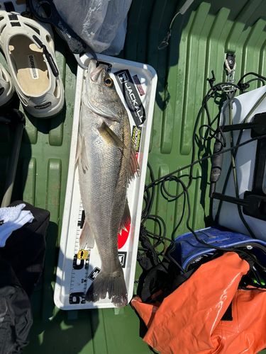 シーバスの釣果